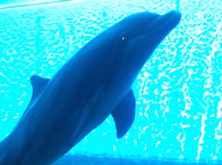 Dolfijnen in Genua